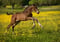 Anuncio de caballos