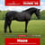 Annuncio cavallo