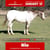 Horse ad