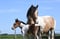 Horse ad