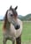 Annonce cheval