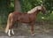 Annuncio cavallo