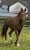 Annuncio cavallo