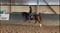 Horse ad