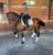 Horse ad