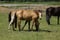 Horse ad
