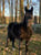 Pferdeinserat