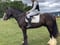 Horse ad