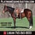 Annuncio cavallo