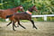 Horse ad