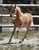 Annuncio cavallo
