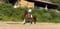 Horse ad
