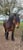 Horse ad