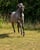 Annuncio cavallo