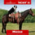Horse ad