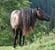 Horse ad