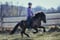 Annuncio cavallo