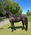Horse ad