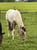 Annonce cheval
