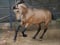 Annuncio cavallo
