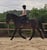 Horse ad