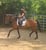 Annuncio cavallo
