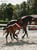 Annuncio cavallo
