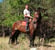 Annuncio cavallo
