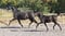 Annuncio cavallo
