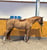 Anuncio de caballos