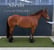 Annuncio cavallo