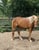 Annuncio cavallo