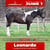 Paardadvertentie