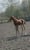 Annuncio cavallo