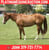 Horse ad