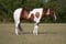 Horse ad