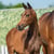 Horse ad