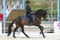 Annuncio cavallo
