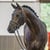 Annuncio cavallo