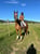 Horse ad