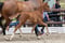 Annuncio cavallo
