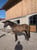 Anuncio de caballos