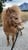 Horse ad