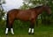 Annuncio cavallo
