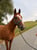 Annonce cheval