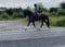 Annuncio cavallo