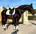 Horse ad