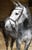 Annuncio cavallo