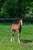 Annonce cheval