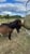 Horse ad
